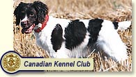 Biff, sadly missed, but always remembered as a fine Brittany Spaniel who produced many great pups.