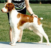 purebred brittany