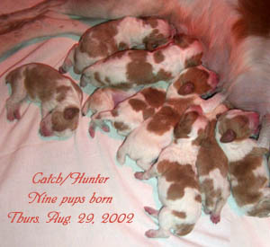 Nine beautifully marked Brittany puppies