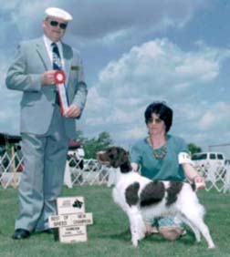 Biff, Brittany Spaniel finishing his championship, shown by Donna Wilshire