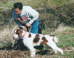 Connor, a young Irish Red & White Setter, being assessed for field training