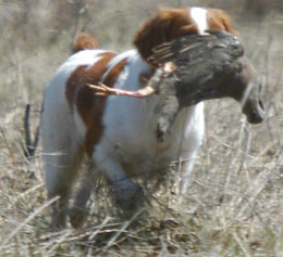 Brittany retrieving chukar