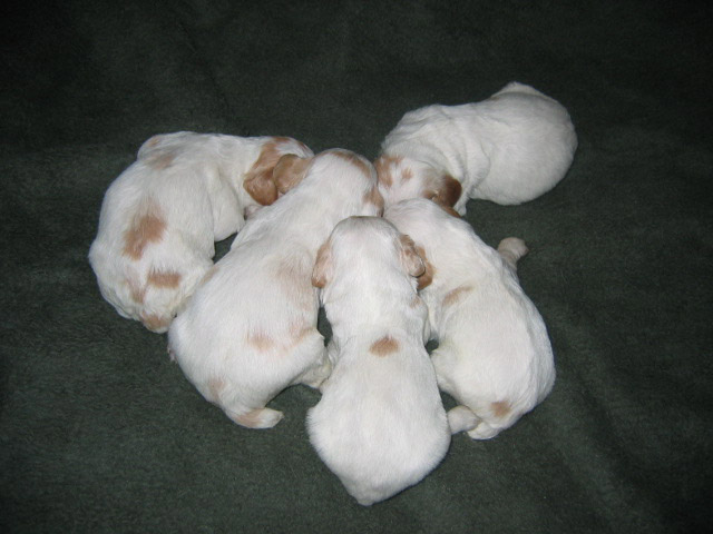 Ruffwood Spotty/Dora Brittany male puppies