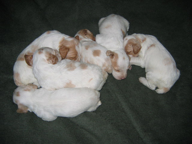 Ruffwood Spotty/Dora female Brittany puppies