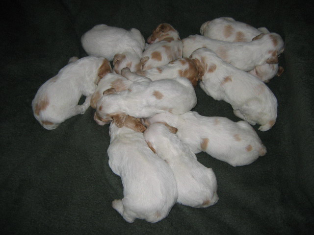 Ruffwood Spotty/Dora Brittany puppies