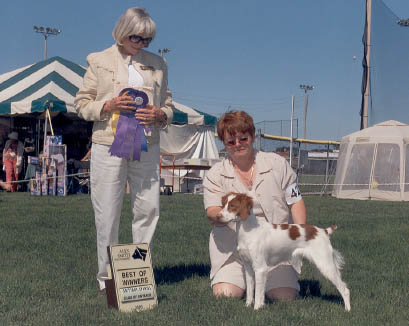 Ch. Ruffwood's Foxy Lady, F.D.J. is a pretty Brittany Spaniel, stylish dog on point