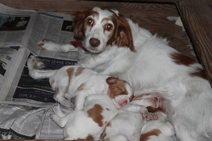 Foxy Remi Brittany puppies