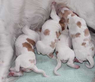 Ruffwood Foxy/Remi brittany pups