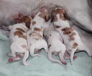 Ruffwood Foxy/Remi brittany pups