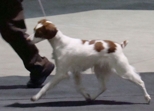 Foxy strutting at Dog Show