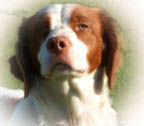 Hunter, a handsome Brittany stud dog