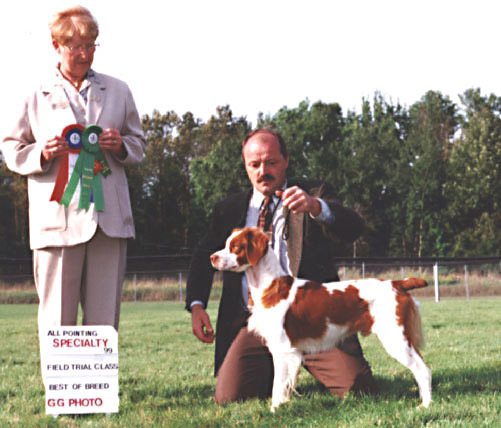 Hunter Brittany Specialty Show Winner