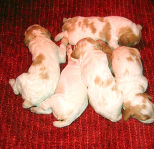 Ruffwood Jenny/Spotty Brittany male puppies