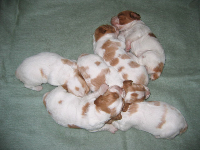 Ruffwood Jess/Spotty brittany pups