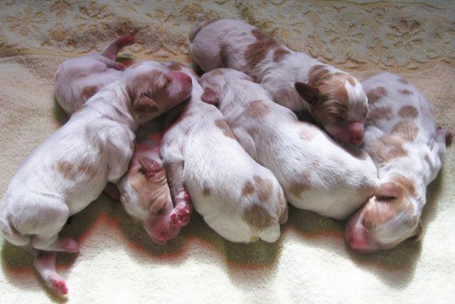 Ruffwood Jess/Spotty brittany puppies