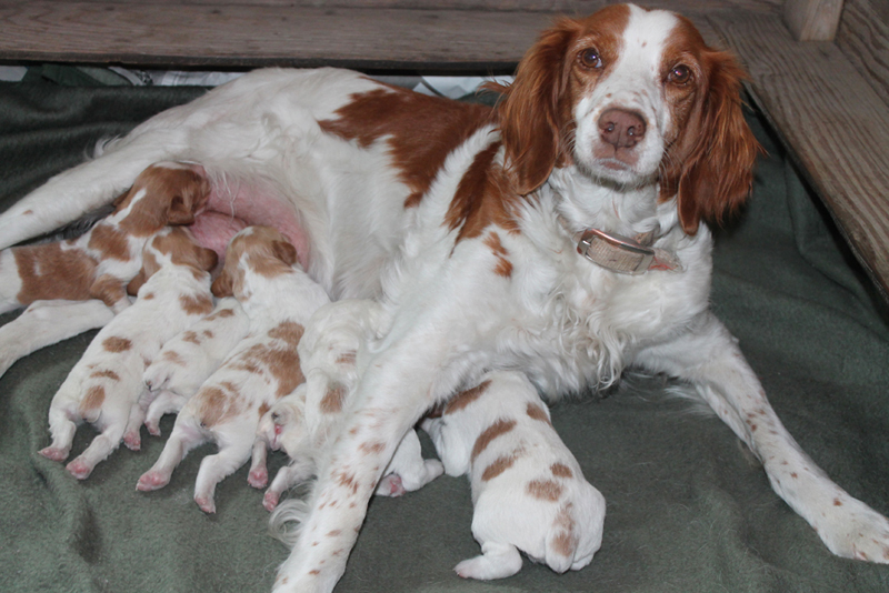 Brittany puppies for sale