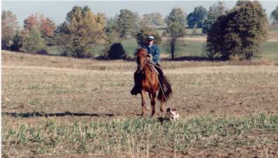 training a Brittany from horseback at field trial grounds