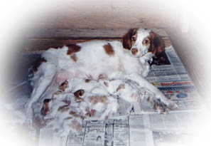 mother resting comfortably with Brittany puppies