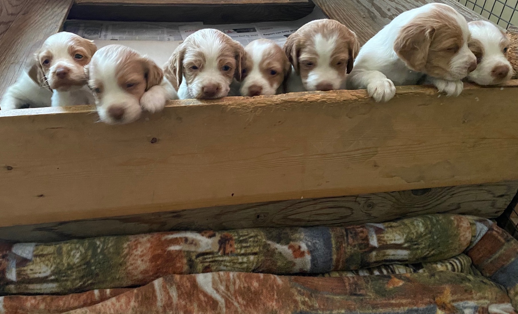 Reba x Rhett Brittany puppies
title=