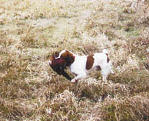 Stoney, Brittany making a long distance retrieve