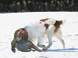 Brittany Rev picking up pheasant to retrieve