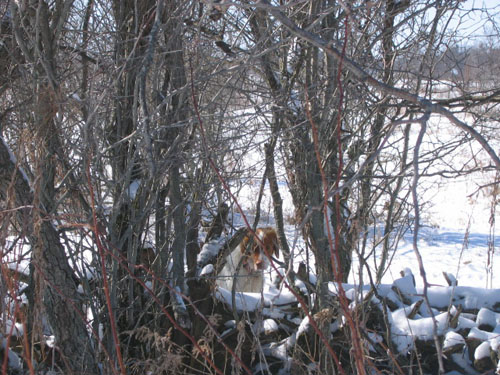 Ruffwood's High Hopes Revelation