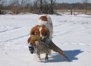 Brittany rev retrieving pheasant