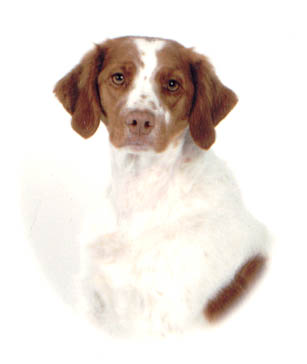 River, Brittany Spaniel sitting pretty