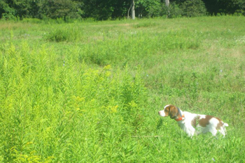 Ruby in the field