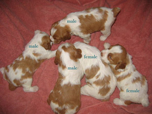 Nicely marked puppies.