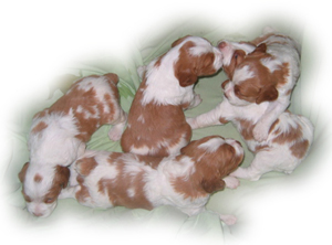 Brittany Spaniel puppies newborn
