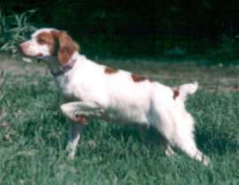 Sally is a natural backing Brittany Spaniel, as well as a stylish dog on point