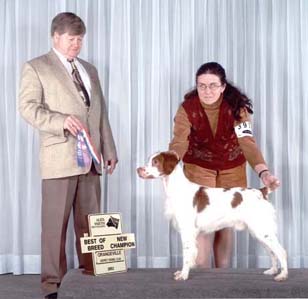 Slim, a very handsome young Brittany Spaniel male with his show title.