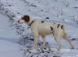 Spotty, Brittany pointing in winter