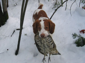 Brittany Storm retrieving a grouse