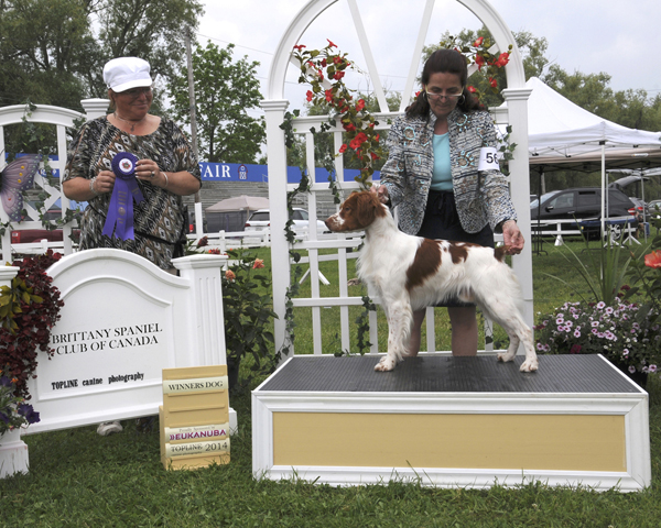 Tyler - Winners Dog at BSCC Specialty Show June 2014