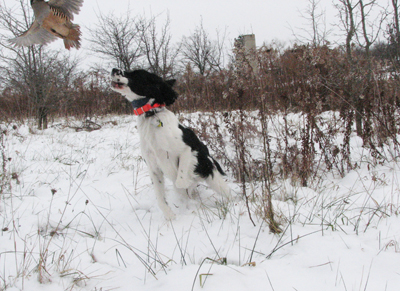 Springer Spaniel, Winston with chukar at Ruffwood Game Farm